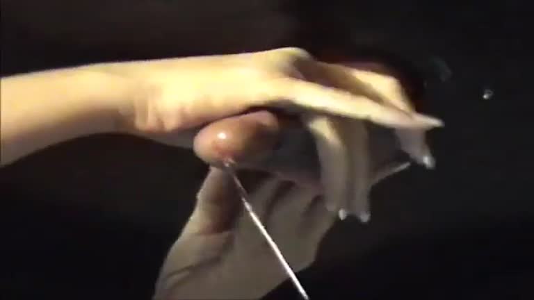 Sadie Handjob Milking